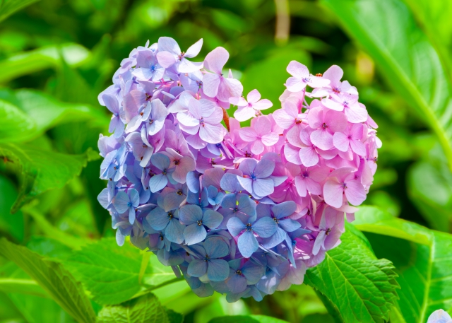 AdobeStock_267069464