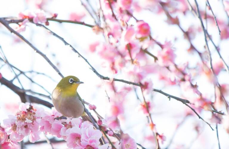 不安や怒りは立春エネルギーによるもの！？／長野県松本市の占いならリラクゼーションサロンこころの音色